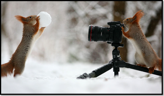 photo-ecureuil-neige